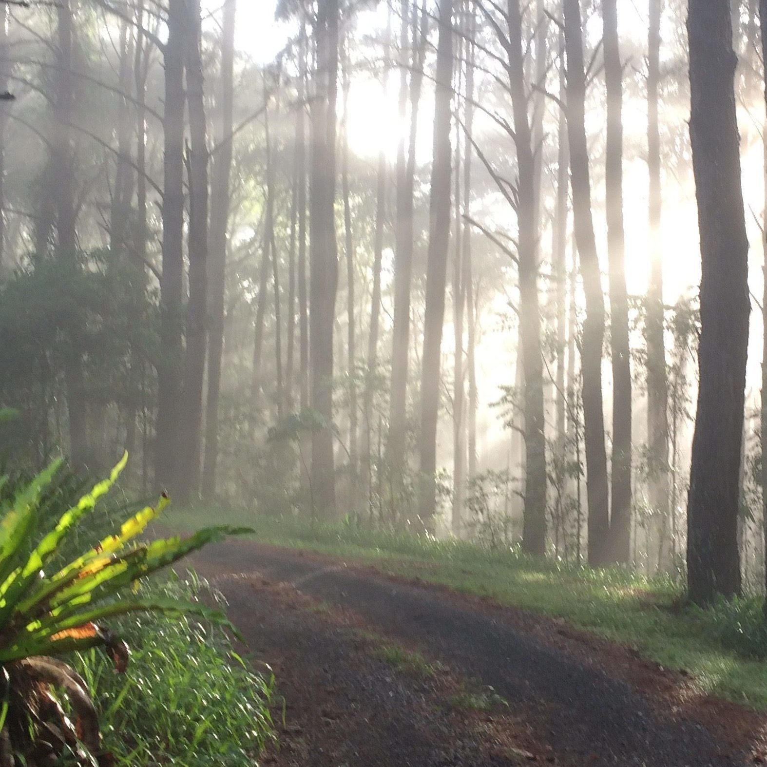 driveway sunrise